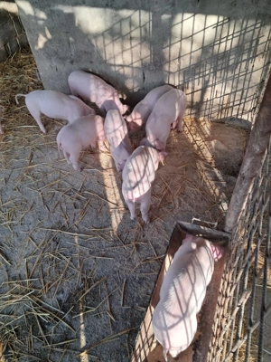 Purcei landrace de vinzare - imagine 4