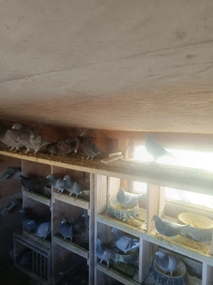 Porumbei voiajori de vânzare  - imagine 3