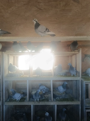 Porumbei voiajori de vânzare  - imagine 4