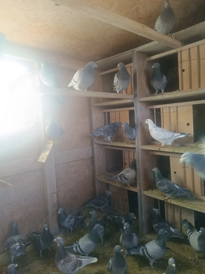 Porumbei voiajori de vânzare  - imagine 2