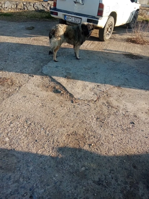 pui la 3 luni jumate  - imagine 2