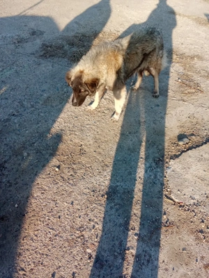 pui la 3 luni jumate 