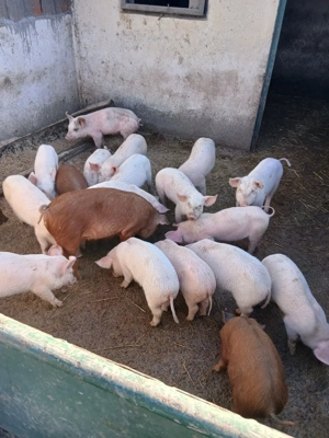 vand purcei - imagine 2