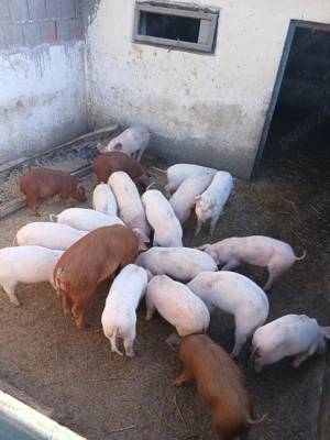 vand purcei - imagine 3