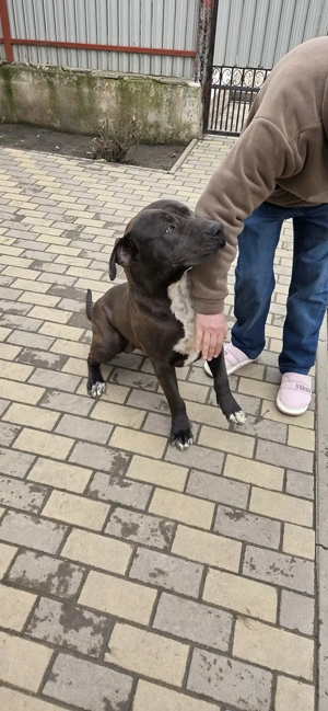 Vând,mascul American bully!