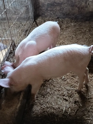 purcelușe Pietrain cu Duroc  - imagine 4