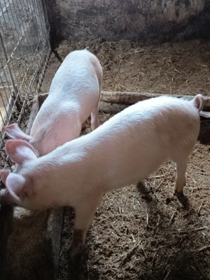 purcelușe Pietrain cu Duroc  - imagine 2