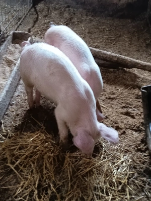 purcelușe Pietrain cu Duroc  - imagine 5