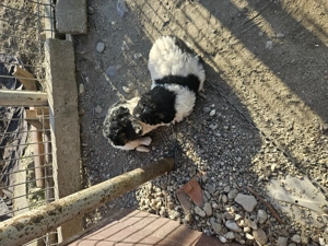 Catei de 6 saptamni  - imagine 4