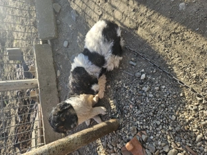 Catei de 6 saptamni  - imagine 3