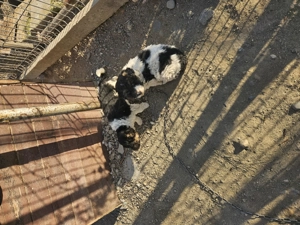 Catei de 6 saptamni  - imagine 2