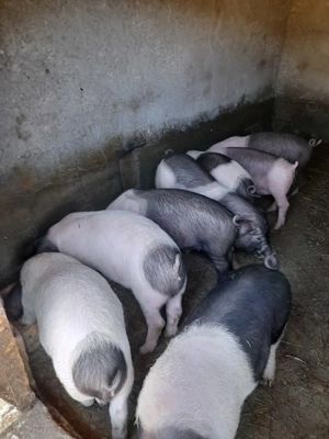 Vand purcei  - imagine 2