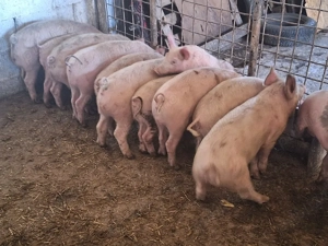 de vanzare soldani de calitate 40-450kg rasa de carne  - imagine 3