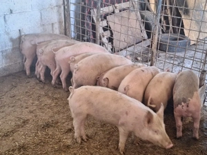 de vanzare soldani de calitate 40-450kg rasa de carne  - imagine 4