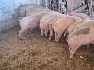 de vanzare soldani de calitate antre 30-35-40 kg la pret pe toti 420 de lei pe bucata