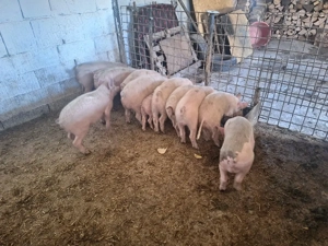 de vanzare soldani de calitate 40-450kg rasa de carne  - imagine 5