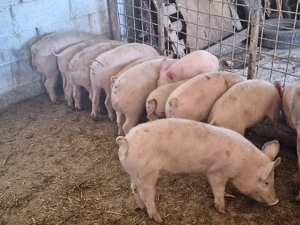 de vanzare soldani de calitate 40-450kg rasa de carne 