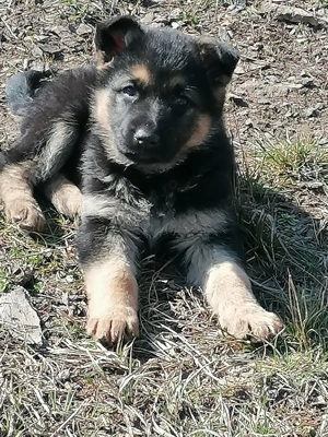 Vând câine ciobanesc german - imagine 5