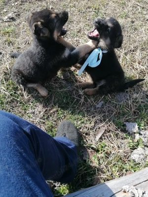 Vând câine ciobanesc german - imagine 3