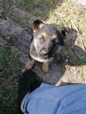 Vând câine ciobanesc german - imagine 2