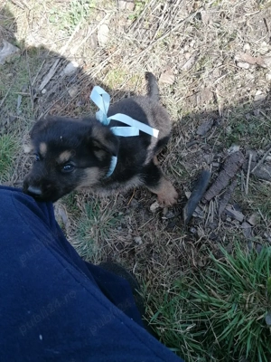 Vând câine ciobanesc german - imagine 4