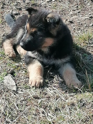 Vând câine ciobanesc german