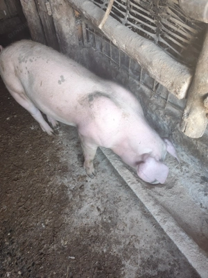 De vânzare doi vierutii - imagine 3