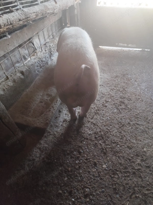 De vânzare doi vierutii - imagine 2