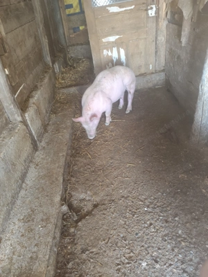 De vânzare doi vierutii - imagine 5