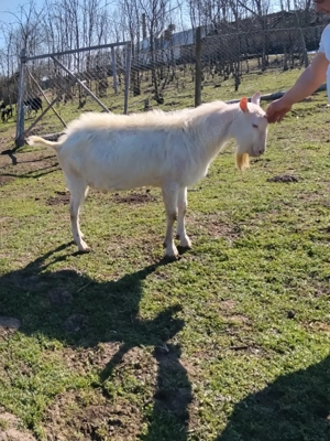 de vanzare tap - imagine 2