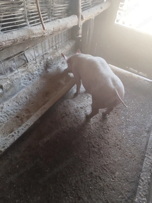 De vânzare doi vierutii - imagine 4