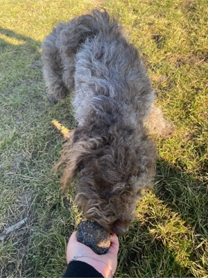 lagotto incrucisat cu sarmos - imagine 3