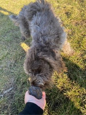 lagotto incrucisat cu sarmos - imagine 2