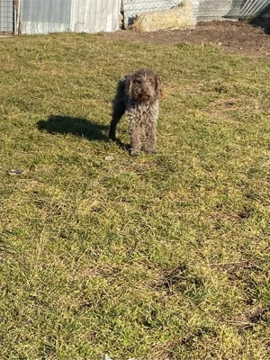 lagotto incrucisat cu sarmos - imagine 5