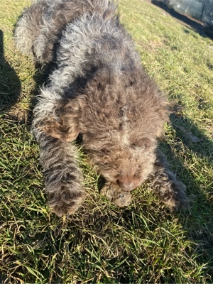 lagotto incrucisat cu sarmos - imagine 4