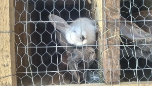 Vand uriaș german și alte rase de iepuri  - imagine 2