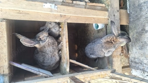 Vand uriaș german și alte rase de iepuri  - imagine 5