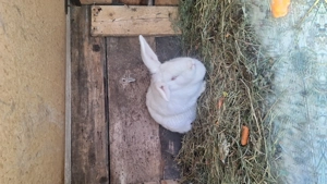 Vand uriaș german și alte rase de iepuri  - imagine 3