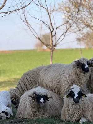 oi breze de vânzare  - imagine 2