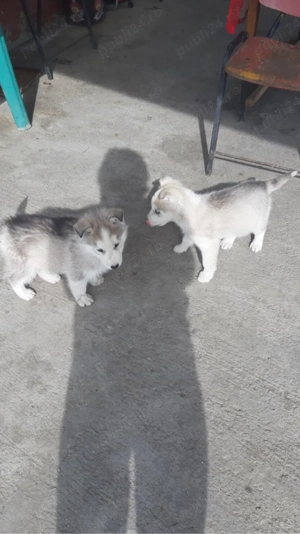 Vând căței Husky 