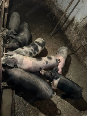 Vand porci - imagine 2