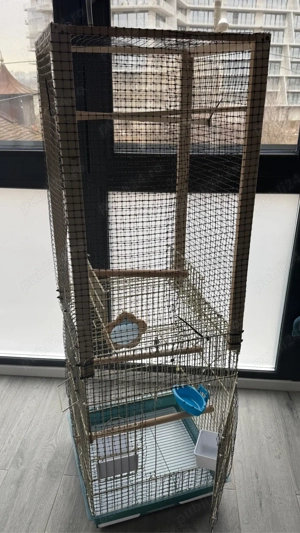 cusca perusi papagali - imagine 4