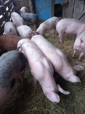 Vand grasuni 40-50kg  - imagine 2