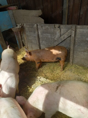 Vand grasuni 40-50kg  - imagine 3