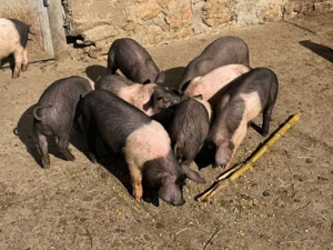 vand purcei  - imagine 5