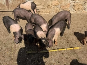 vand purcei  - imagine 2