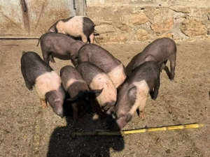 vand purcei  - imagine 4