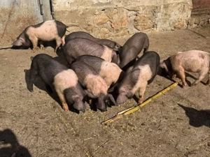 vand purcei  - imagine 3