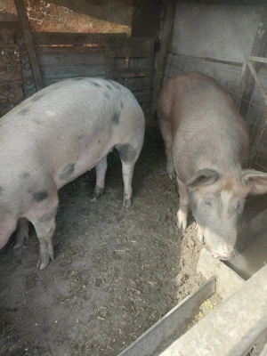  Vând Porcii  - imagine 2