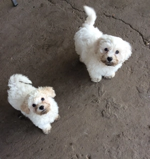 Mix Bichon maltez cu Bichon havanez - imagine 2